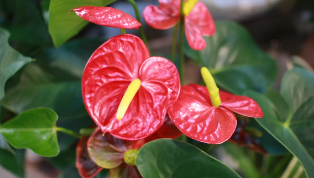 Abono para hacer florecer los anturios rojos