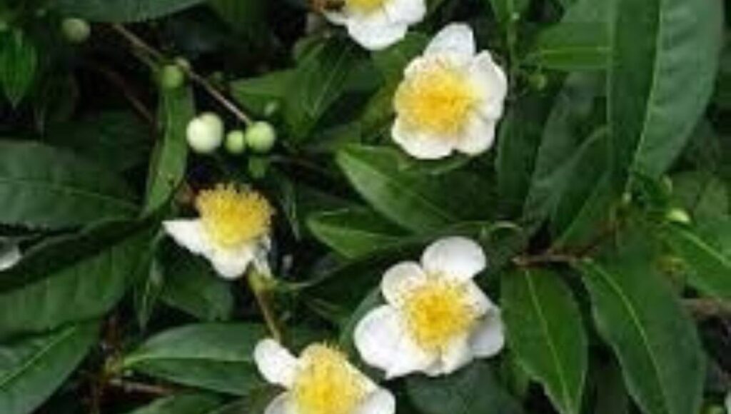 Camellia sinensis