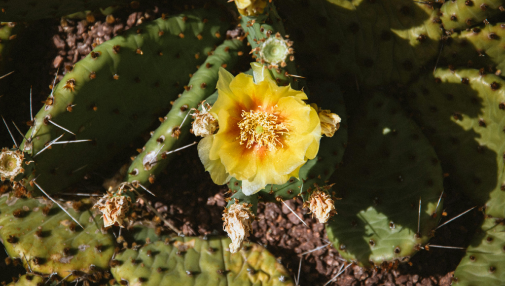 Beneficios del nopal en la salud