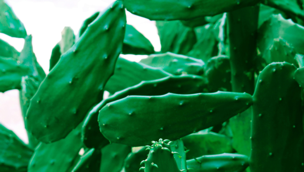 Beneficios del nopal para la salud