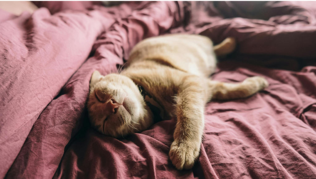 Elimina la pelusa de gato de tu ropa y sillones