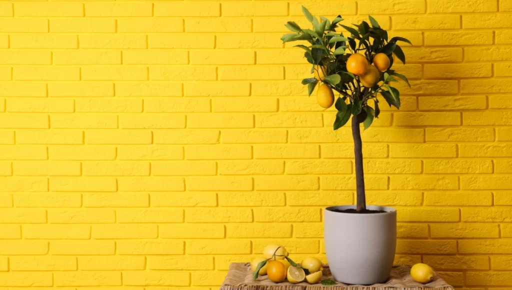 Abono casero para hacer crecer limoneros en maceta