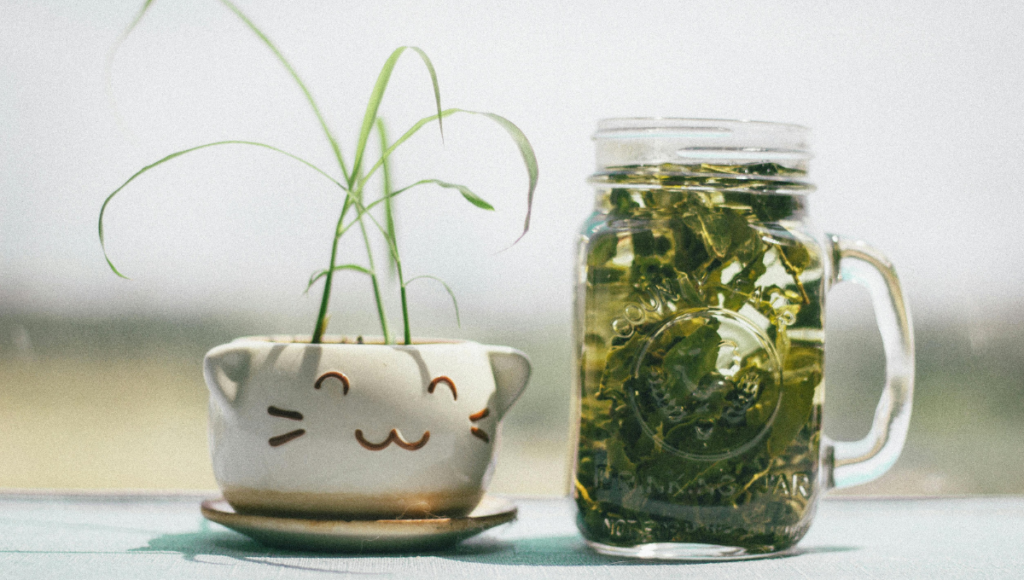 ¿Cómo el té verde ayuda a la salud del cerebro?