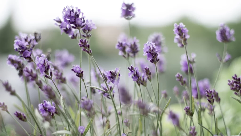 Plantas aromáticas para eliminar mosquitos