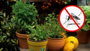 Plantas armáticas para eliminar mosquitos en casa