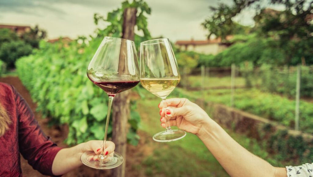 Cata de vinos Querétaro