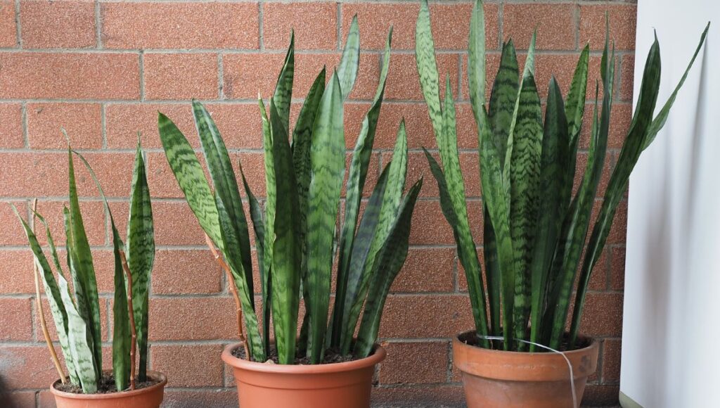 plantas de interior: Sansevieria