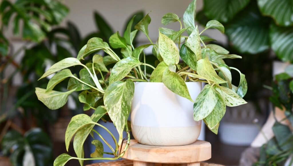 plantas para purificar el aire