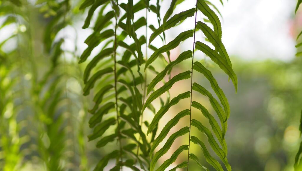 plantas para eliminar el calor