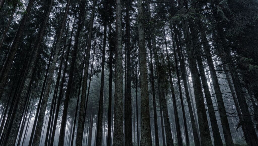 De dónde es el postre selva negra